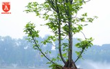 Ngỡ ngàng hàng phong trổ lá xanh mướt bên hồ Hoàn Kiếm
